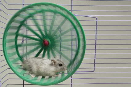 Why Do Hamsters Pee on Their Wheels?