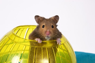 Why Does My Hamster Fling Poop?