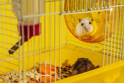 are female hamsters territorial?