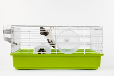 are hamsters good climbers?