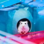 are hamsters intelligent?