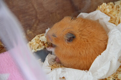 are hamsters lazy?