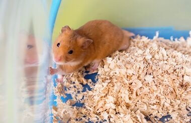 are mice better than hamsters?