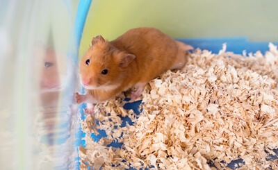 are mice better than hamsters?