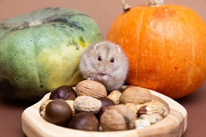 are nuts good for hamsters?