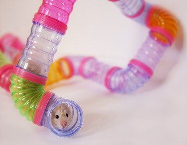are plastic tubes bad for hamsters?