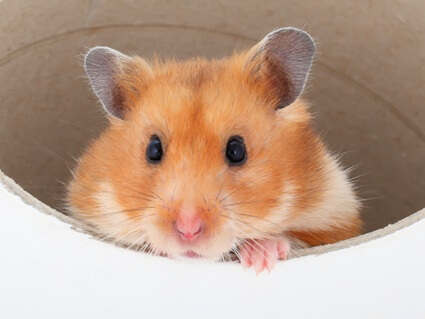 are tubes good for hamsters?