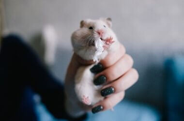 are you supposed to clip your hamster's nails?