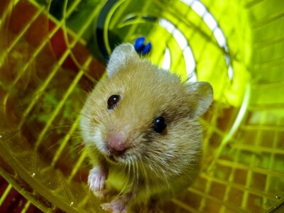at what age can hamsters get pregnant?