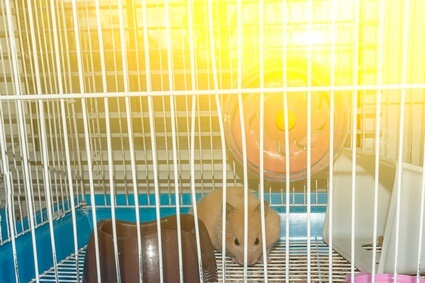 can hamsters be in direct sunlight?