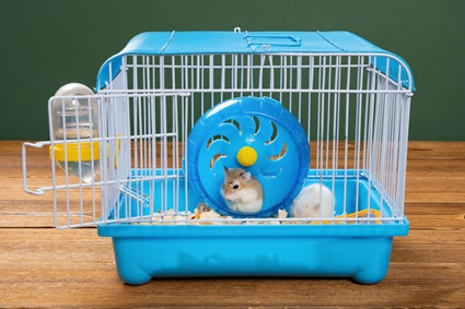 can hamsters die from being overweight?
