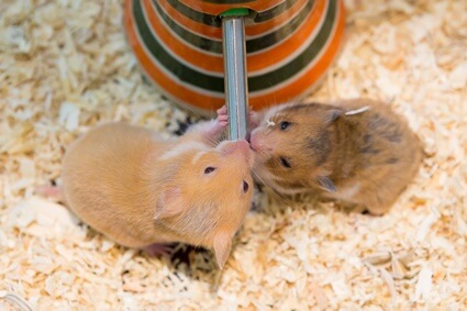 can hamsters die from diarrhea?