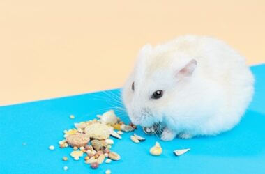 can hamsters eat cereal?