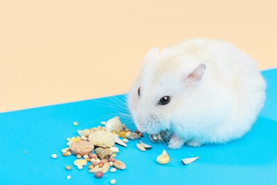 can hamsters eat cereal?