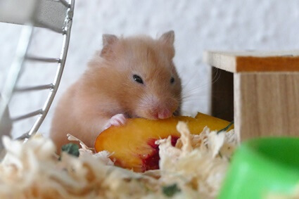 can hamsters eat fruit snacks?