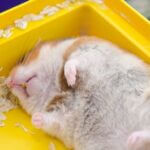 can hamsters have bad dreams?