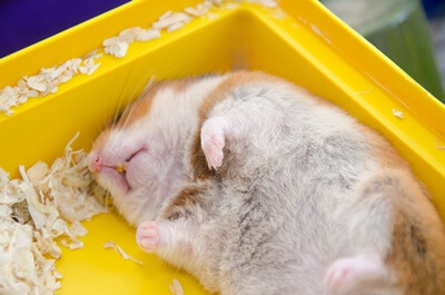 can hamsters have bad dreams?