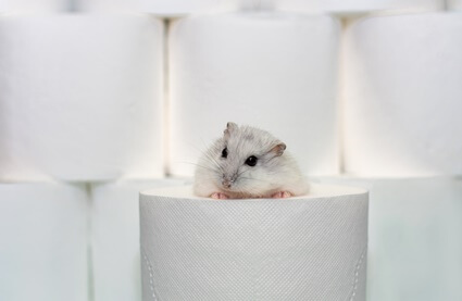 can hamsters have toilet roll tubes?