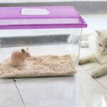 can hamsters live with cats?