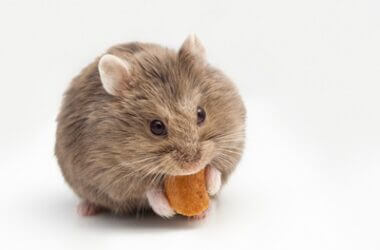 can hamsters overeat?