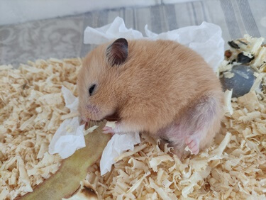 can hamsters survive wet tail?