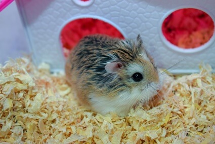 can mites kill hamsters?