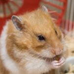can pet hamsters eat meat?