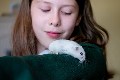 can you bond with a hamster?