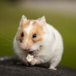 can you cut hamsters whiskers?