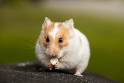 causes of obesity in hamsters