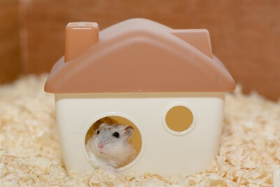 do hamsters get constipated?