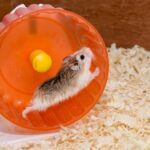 do hamsters like running on wheels?