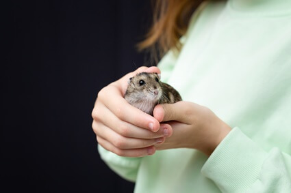 do hamsters like to be petted?