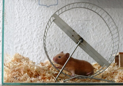 do hamsters need an exercise wheel?