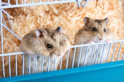 do hamsters need friends?