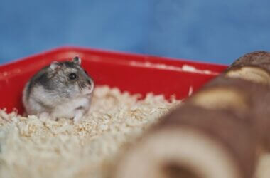 do hamsters stink up your room?