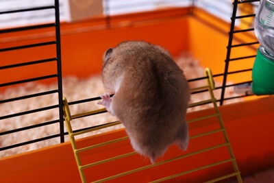 does it hurt hamsters if they fall?