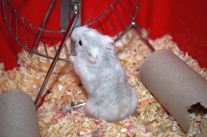 fun things to do with hamsters