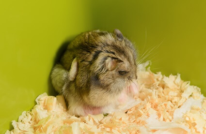 hamster can't use back legs