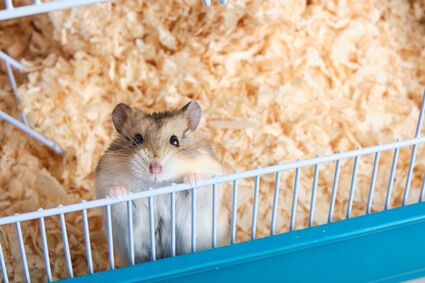 hamster losing hair on hind legs