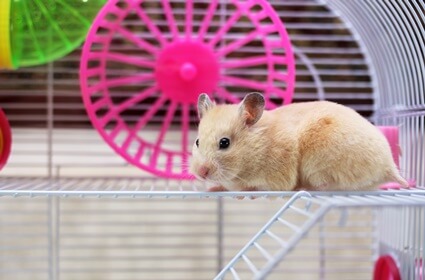 hamster not running on wheel anymore
