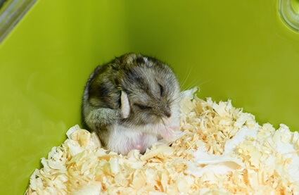 hamster not walking properly