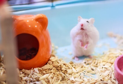 hamster walking on two legs