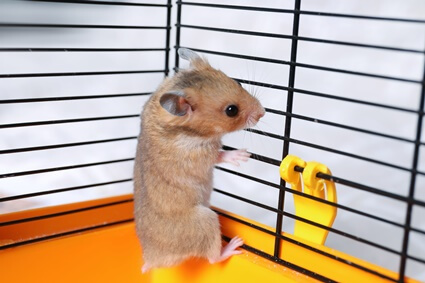 hamster wants to get out of cage
