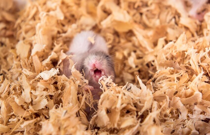 hamster yawning meaning