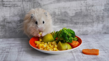 healthy vegetables for hamsters