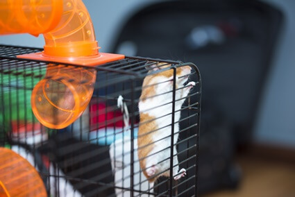 how do hamsters escape from their cages?