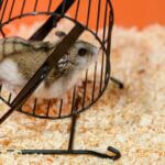 how do hamsters exercise?