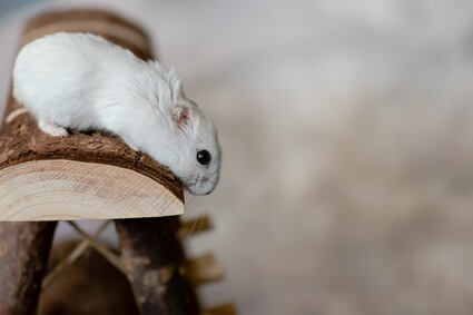 how high can a dwarf hamster fall and survive?