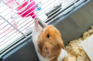 how hot can hamsters tolerate?